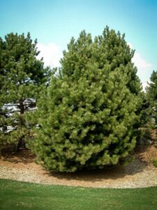 Сосна Чёрная (Pinus Nigra) купить по цене от 270.00р. в интернет-магазине «Посадика» с доставкой почтой в в Пугачеве и по всей России – [изображение №1].