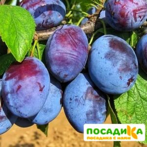 Слива Чачакская ранняя купить по цене от 229.00р. в интернет-магазине «Посадика» с доставкой почтой в в Пугачеве и по всей России – [изображение №1].