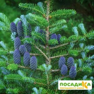 Пихта корейская (Abies koreana) купить по цене от 450.00р. в интернет-магазине «Посадика» с доставкой почтой в в Пугачеве и по всей России – [изображение №1].