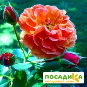 Роза Арабия купить по цене от 350.00р. в интернет-магазине «Посадика» с доставкой почтой в в Пугачеве и по всей России – [изображение №1].