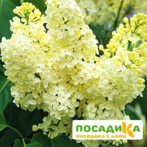 Сирень Примроуз (Primrose) купить по цене от 529.00р. в интернет-магазине «Посадика» с доставкой почтой в в Пугачеве и по всей России – [изображение №1].