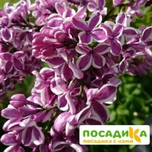 Сирень Сенсация купить по цене от 529.00р. в интернет-магазине «Посадика» с доставкой почтой в в Пугачеве и по всей России – [изображение №1].