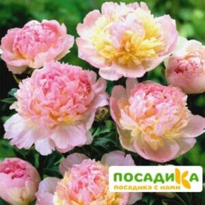 Пион Распберри Сандей (Paeonia Raspberry Sundae) купить по цене от 959р. в интернет-магазине «Посадика» с доставкой почтой в в Пугачеве и по всей России – [изображение №1].