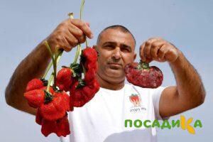 Клубника Гигант Джорнея купить по цене от 266р. в интернет-магазине «Посадика» с доставкой почтой в в Пугачеве и по всей России – [изображение №1].