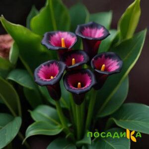 Калла Аура Лейс купить по цене от 400р. в интернет-магазине «Посадика» с доставкой почтой в в Пугачеве и по всей России – [изображение №1].