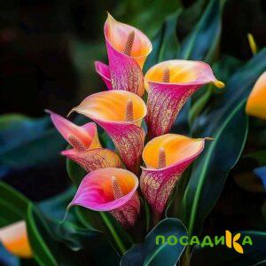 Калла Оникс купить по цене от 450р. в интернет-магазине «Посадика» с доставкой почтой в в Пугачеве и по всей России – [изображение №1].