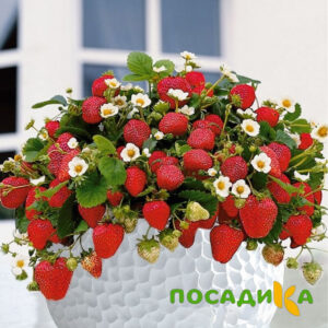 Клубника Рубиновый Шепот (горшечная) купить по цене от 240р. в интернет-магазине «Посадика» с доставкой почтой в в Пугачеве и по всей России – [изображение №1].