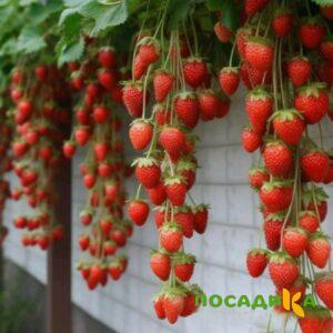 Клубника вьющаяся Комплимент купить по цене от 470р. в интернет-магазине «Посадика» с доставкой почтой в в Пугачеве и по всей России – [изображение №1].
