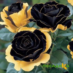 Роза Ханни Сикл купить по цене от 700р. в интернет-магазине «Посадика» с доставкой почтой в в Пугачеве и по всей России – [изображение №1].