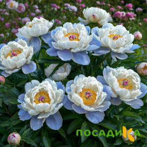 Пион акварельный Этюд купить по цене от 806р. в интернет-магазине «Посадика» с доставкой почтой в в Пугачеве и по всей России – [изображение №1].