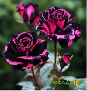Роза Багровый Шепот купить по цене от 366р. в интернет-магазине «Посадика» с доставкой почтой в в Пугачеве и по всей России – [изображение №1].