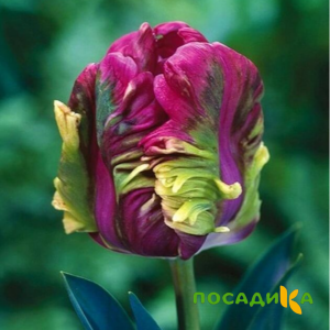 Тюльпан Экзотик Хэвен купить по цене от 186р. в интернет-магазине «Посадика» с доставкой почтой в в Пугачеве и по всей России – [изображение №1].