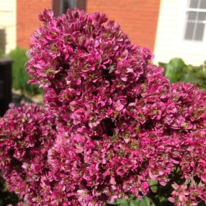 Флокс Филингс купить по цене от 329р. в интернет-магазине «Посадика» с доставкой почтой в в Пугачеве и по всей России – [изображение №1].