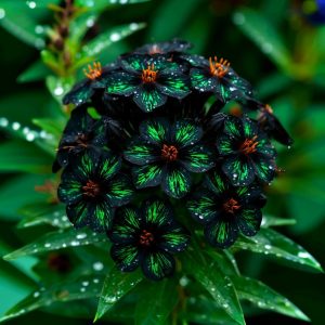 Флокс Ривьера купить по цене от 299р. в интернет-магазине «Посадика» с доставкой почтой в в Пугачеве и по всей России – [изображение №1].