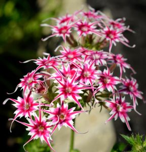 Флокс Метельчатый Путь купить по цене от 456р. в интернет-магазине «Посадика» с доставкой почтой в в Пугачеве и по всей России – [изображение №1].