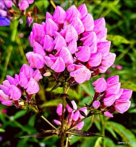 Флокс Бутоник купить по цене от 461р. в интернет-магазине «Посадика» с доставкой почтой в в Пугачеве и по всей России – [изображение №1].