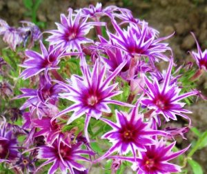 Флокс Звездное Кружево купить по цене от 361р. в интернет-магазине «Посадика» с доставкой почтой в в Пугачеве и по всей России – [изображение №1].