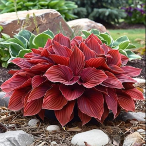 Хоста Рэд Эйнджл купить по цене от 549р. в интернет-магазине «Посадика» с доставкой почтой в в Пугачеве и по всей России – [изображение №1].