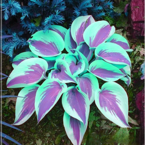 Хоста Висперин Бьюти купить по цене от 379р. в интернет-магазине «Посадика» с доставкой почтой в в Пугачеве и по всей России – [изображение №1].