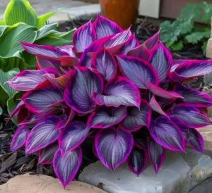 Хоста Сикрет Гарденс купить по цене от 549р. в интернет-магазине «Посадика» с доставкой почтой в в Пугачеве и по всей России – [изображение №1].