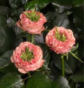 Роза Амбер Инчант купить по цене от 495р. в интернет-магазине «Посадика» с доставкой почтой в в Пугачеве и по всей России – [изображение №1].